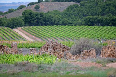 Weinberg in der Rioja