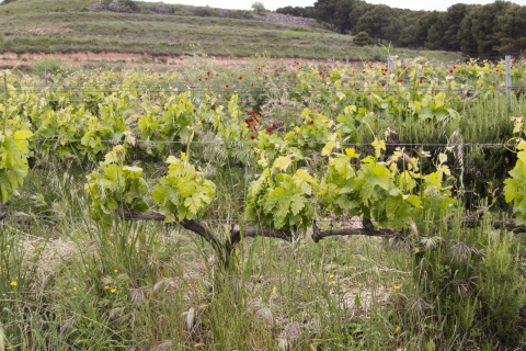 Weingut Osoti in der Rioja Baja