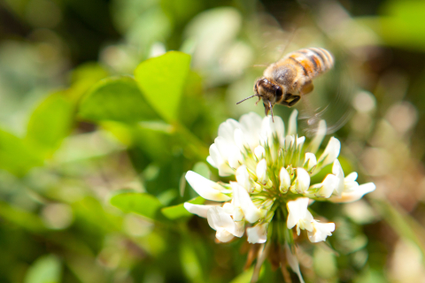 Im Weingut zur Römerkelter an der Mosel bietet Klee zwischen den Rebzeilen Nahrung für Bienen