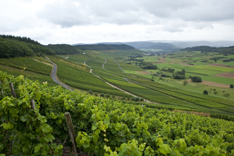 Mosel: Weinberg in Steillage