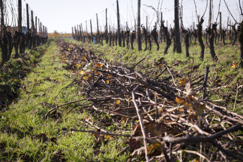 Rebschnitt als Dünger im Weinberg