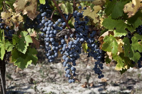 Cabernet Sauvignon Trauben auf dem Weingut Pago Casa Gran. 