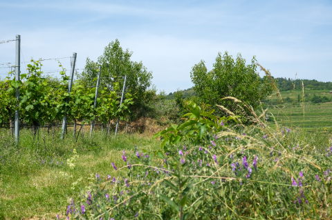 Weingut Harm Terroir