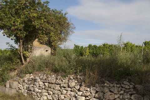 Hirschhof in Rheinhessen