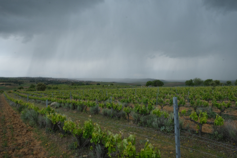 Die Weingärten vom Delinat-Weingut Volvoreta