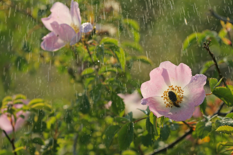 Heckenrose auf Château Duvivier 