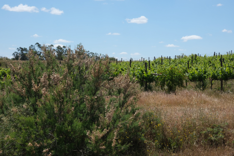 Vale de Camelos im Alentejo