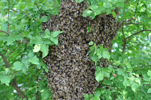 Das Ziel der Delinat-Imkerei sind vitale Bienen.