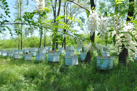 Delinat-Honig muss an Standorten mit biologischer Landwirtschaft oder - wie hier in Bulgarien - in Naturparadiesen mit Wildpflanzen erzeugt werden.