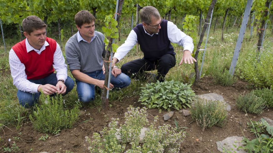 Duftende Kräuterinseln im Weinberg von Andreas Harm