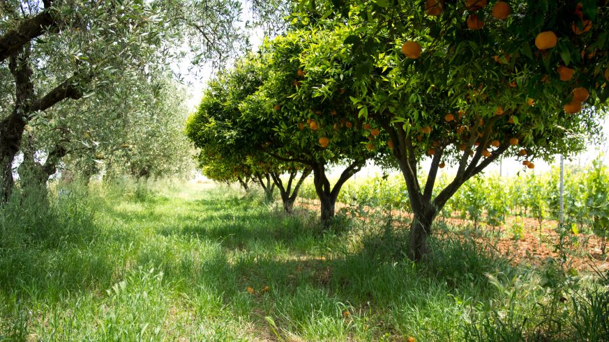 Oliven, Orangen und Trauben auf dem Weingut Maggio