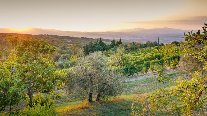 Die Weinberge von Leonardo Salustri in der Toskana