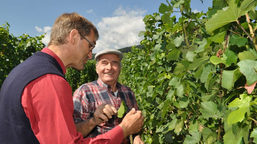 Francois Meyer ist Pionier des biologischen Weinbaus im Elsass