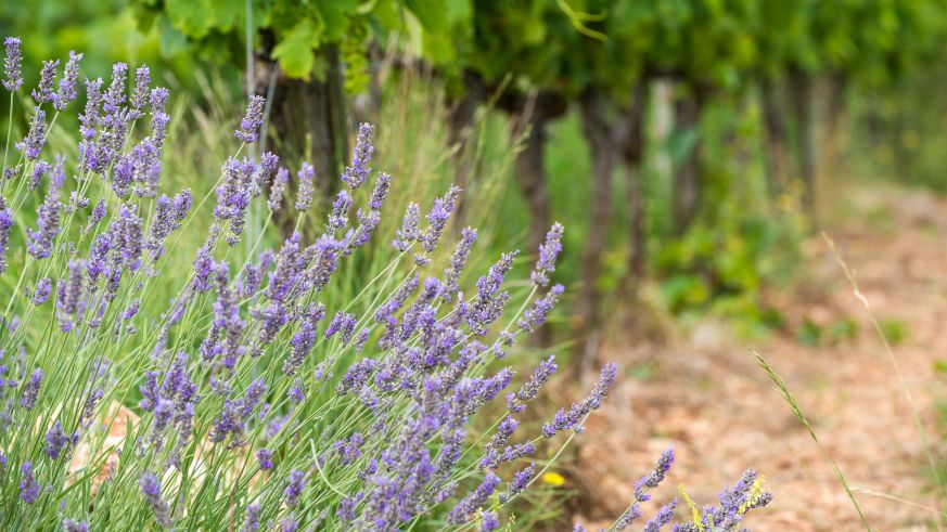 Lavendelblüte in der Provence