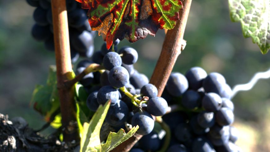 Weinbau im Burgund