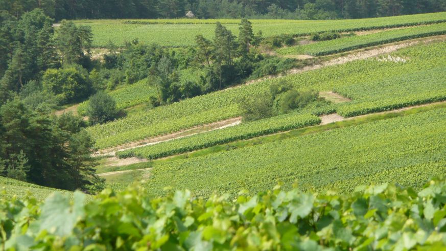 Weinbau in der Champagne