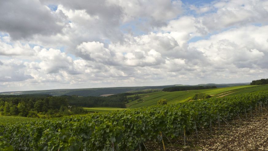 Weinberg in der Champagne