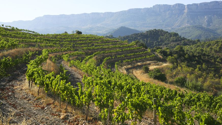 Steilhänge im Priorat