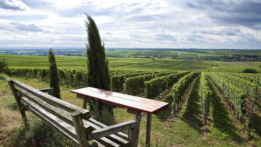 Blick vom Weingut Hirschhof