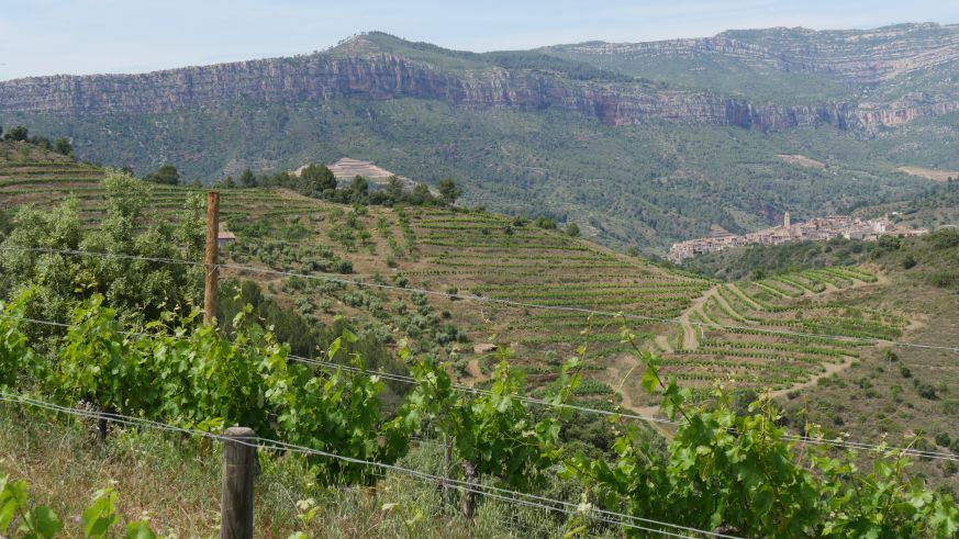 Steinige Böden im Priorat