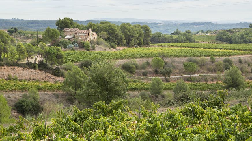 Weinberge im Penedes