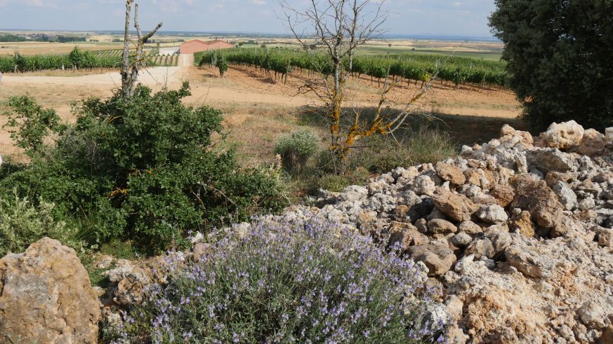 Weinbau in Ribera del Duero