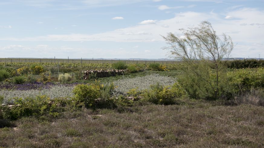 Weinbau in Rueda