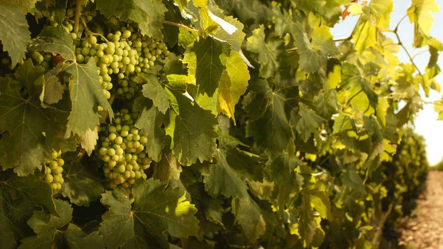 Verdejo-Trauben in Rueda