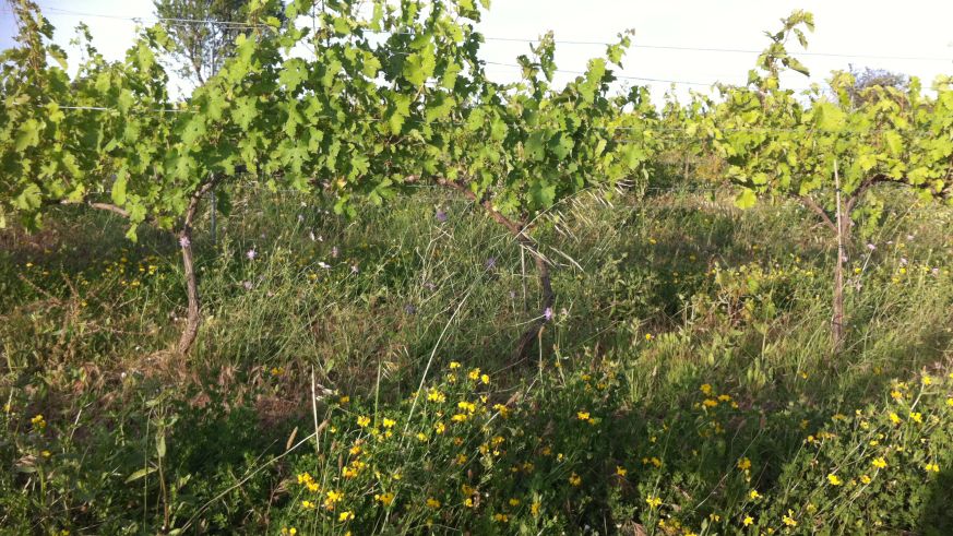 Düngung im Weinberg