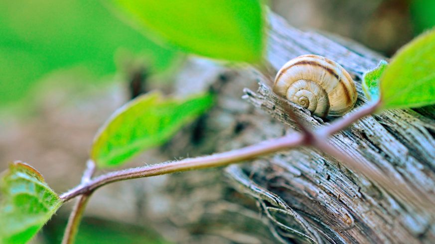 Biodiversität im Weinberg