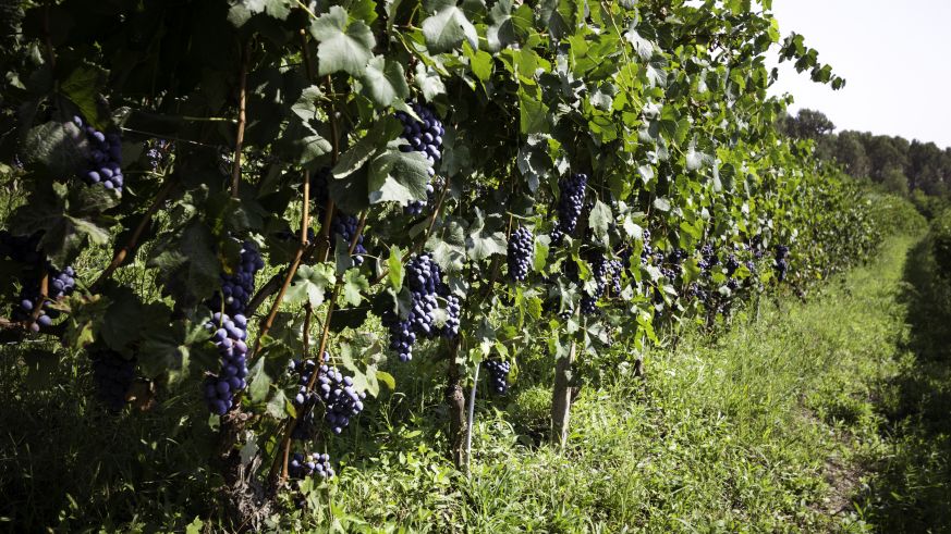 Barbera-Trauben in reicher Biodiversität im Delinat-Weingut La Luna del Rospo im Piemont