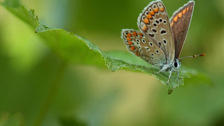 Flora und Fauna im Weinberg