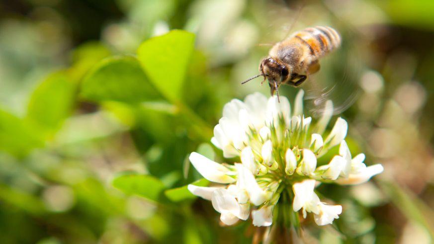 Im Weingut zur Römerkelter an der Mosel bietet Klee zwischen den Rebzeilen Nahrung für Bienen