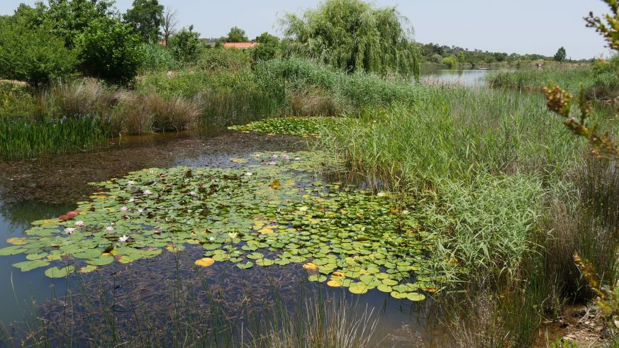 Permakultur im Weinbau