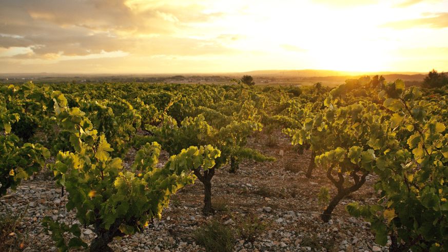 Weinberg in Südfrankreich