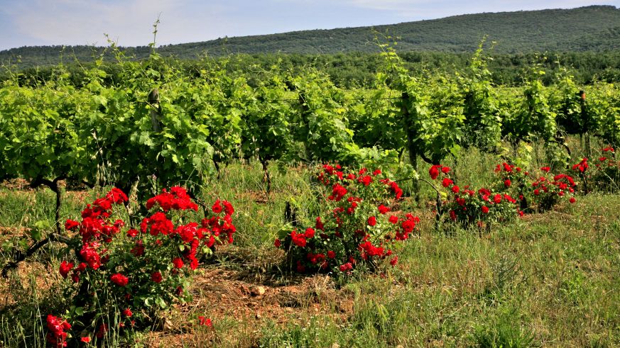 Weinberg in der Provence