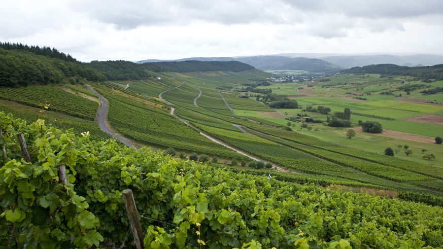 Mosel: Weinberg in Steillage