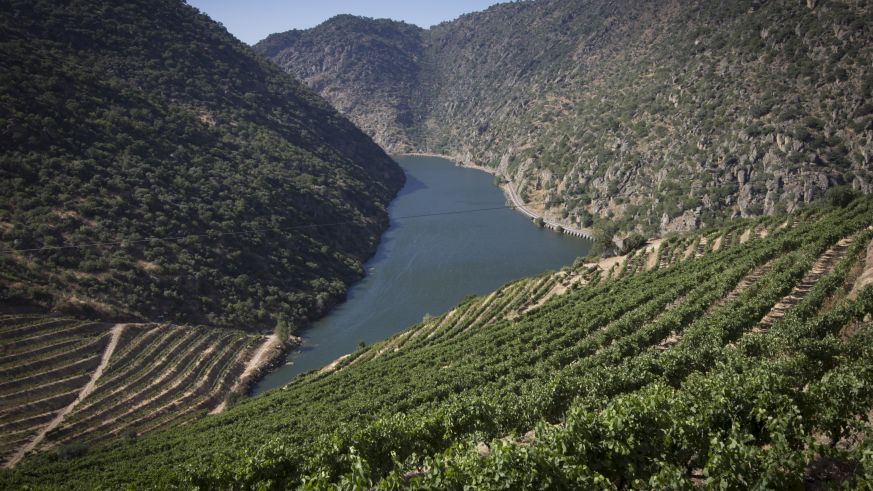 Gemischter Satz im Tal des Douro