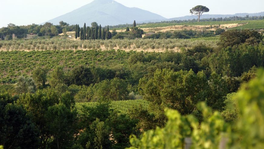 Unweit des Hügelstädtchens Montepulciano erstrecken sich die in die intakte Natur eingebetteten Weinberge von Il Conventino.