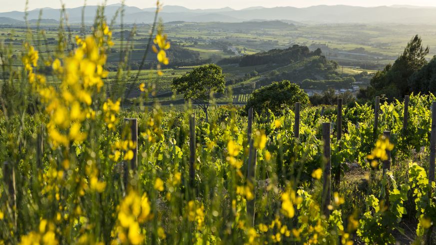 Weinbau in Katalonien