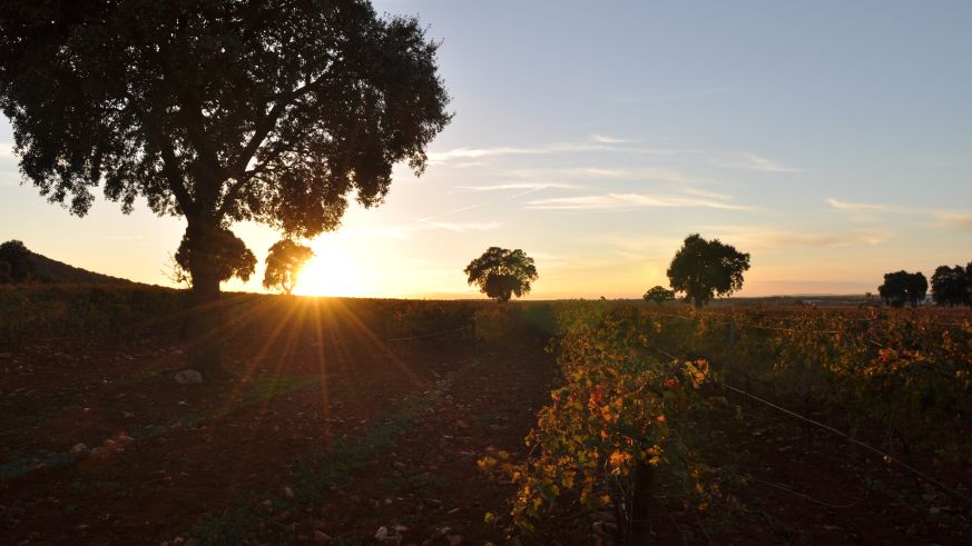 Weinbau in La Mancha