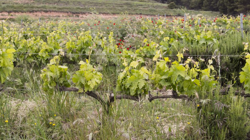 Weingut Osoti in der Rioja Baja