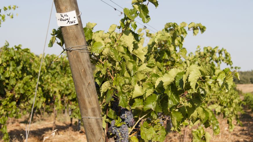 PIWI-Reben auf dem Delinat-Modellweingut Château Duvivier