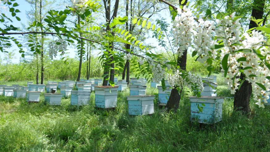 Delinat-Honig muss an Standorten mit biologischer Landwirtschaft oder - wie hier in Bulgarien - in Naturparadiesen mit Wildpflanzen erzeugt werden.