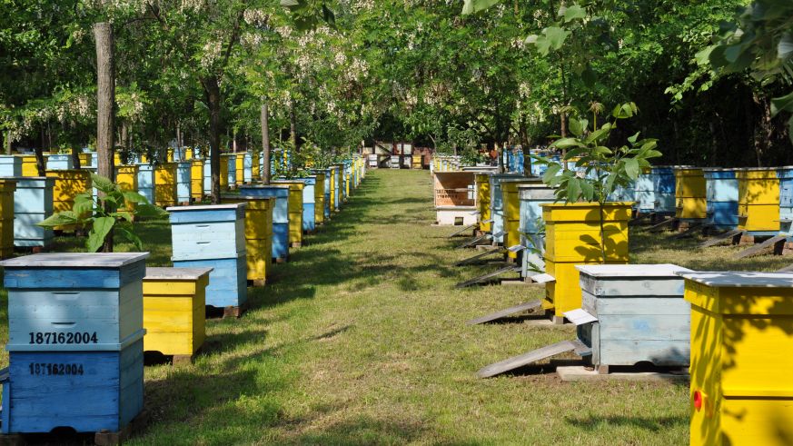 Eine Wohnung aus Holz entspricht den natürlichen Gewohnheiten der Bienen. Die in der konventionellen Imkerei oft  verwendeten Styroporbeuten sind verboten.