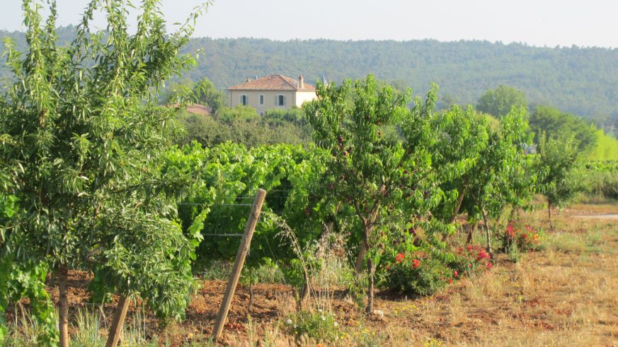 Fruchtbäume und Rosenstöcke bringen Vielfalt in die Weinberge von Château Duvivier in der Provence