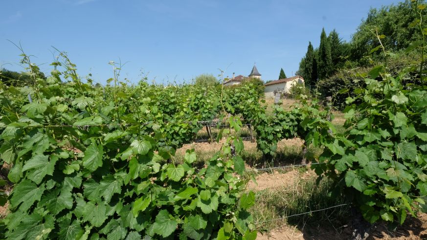 Weinbau im Cahors