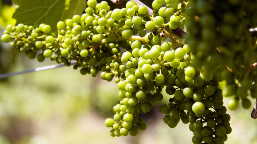 Rieslingtrauben an der Mosel