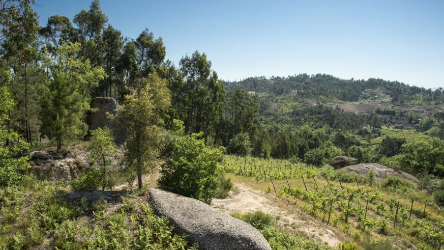 Wein-Landschaft im Dão