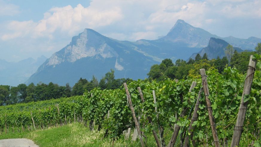 Weinbau in der Schweiz